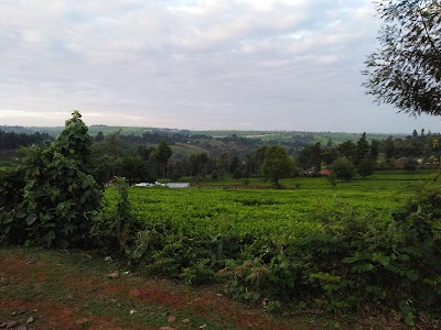 Photos of Finlay Tea shop outlet