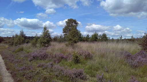 Chobham Common - Visual