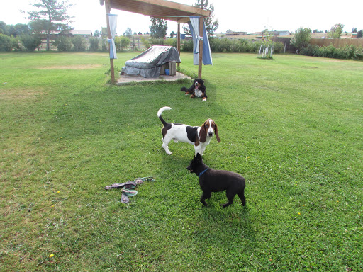 Clark's Canine Camp - Thumbnail