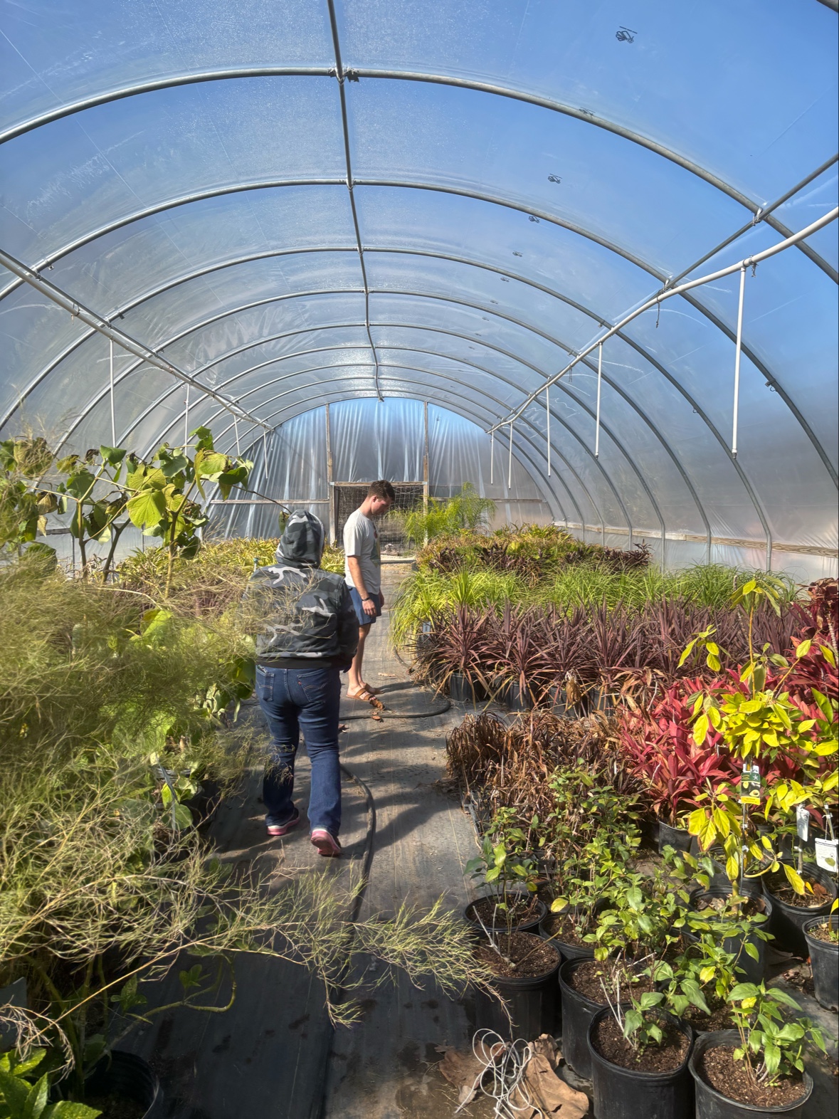 Far South Wholesale Nursery