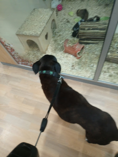 Vets4Pets Plymouth - Thumbnail