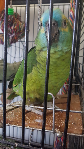 Squawks Pet Store - Thumbnail