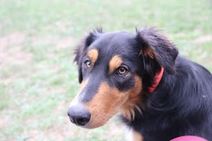 Photo n°11 de Animalin à Saint-Martin-de-Valgalgues (Centre équestre)