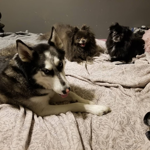 Nelson Animal Hospital - Thumbnail