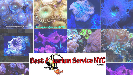 Best Aquarium Service NYC, Inc.