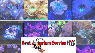 Best Aquarium Service NYC, Inc.