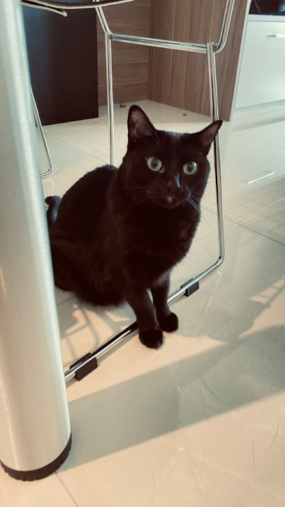 Gabriela Manzano - Pet Sitter