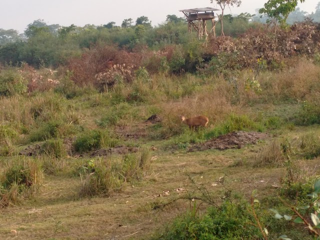 Kaziranga National Park