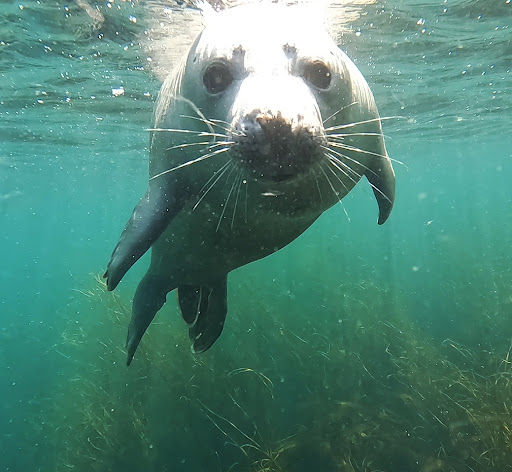 Scilly Seal Snorkelling - Thumbnail