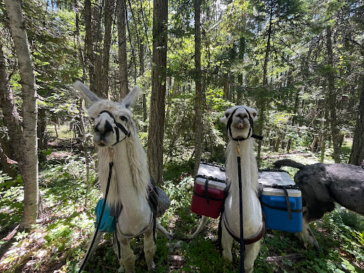 Swan Mountain Llama Trekking - Thumbnail