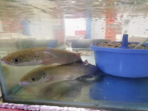 Catfish Aquarium - Thumbnail