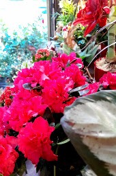 Photo n°2 de Petite Fleur à Saint-Étienne (Fleuriste)