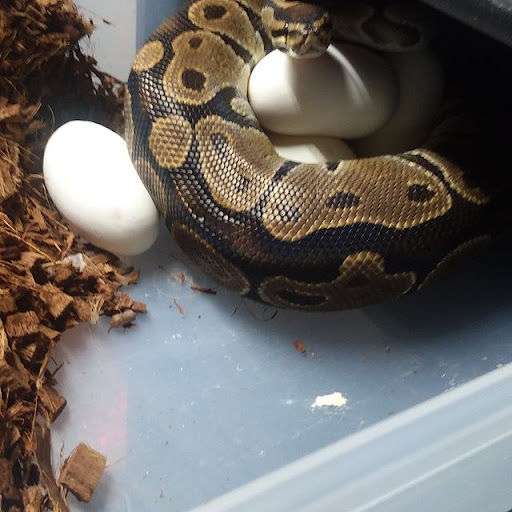 BP Reptiles - Thumbnail