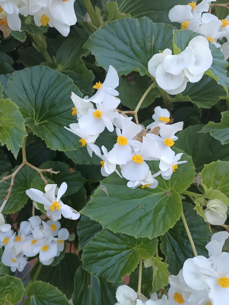 Eurys cueto in Bronx