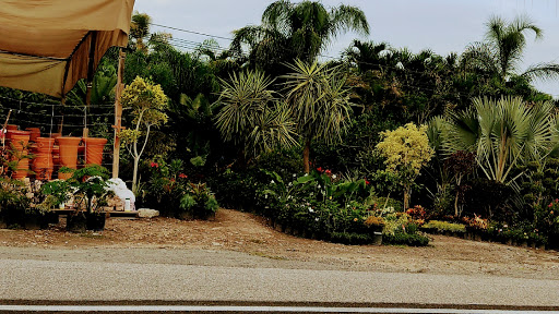 Vivero las palmas Alpuyeca Morelos