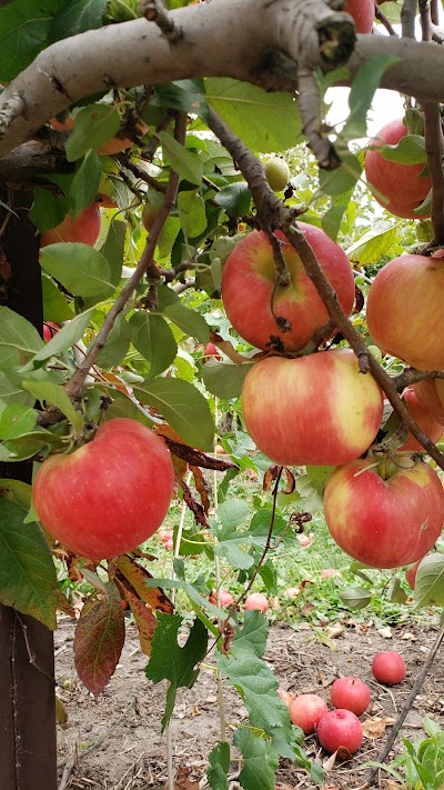 Berry Patch Farm