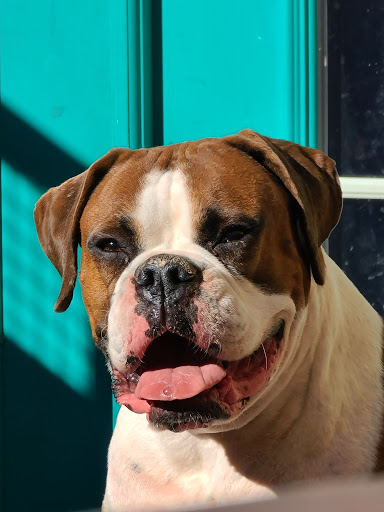 Orange Grove Animal Hospital