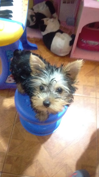 Photos of Veterinaria Car&aacute;cas