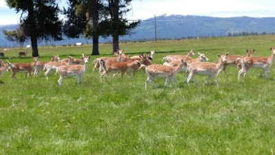 Black Pine Deer Farm