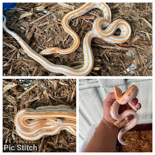 Small Town TX Exotics - Visual