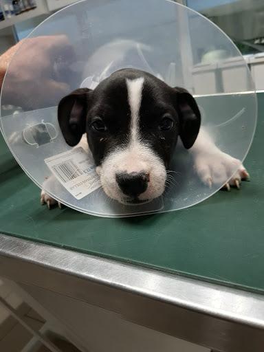 Veterinary Office Dr. Vanhaelen