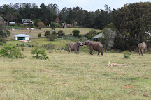 Knysna Elephant Park, Knysna, South Africa
