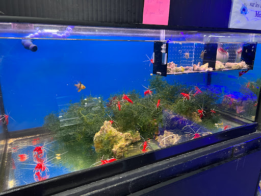 Planete Mer - Visual