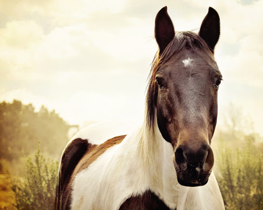 Mitchell Veterinary Services - Visual