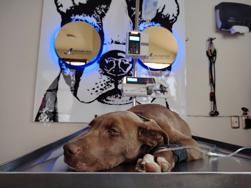 Clínica Veterinaria 24 Horas Recovery Pets