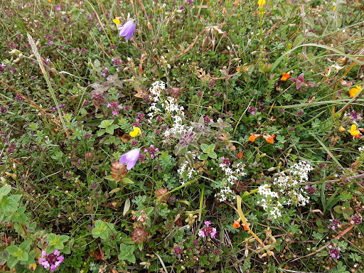 Levin Down Nature Reserve Sussex Wildlife Trust - Thumbnail