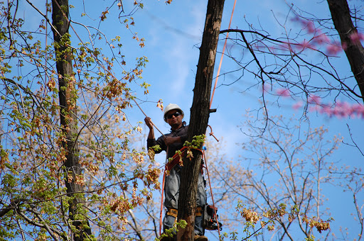 Baker Tree Services - Visual