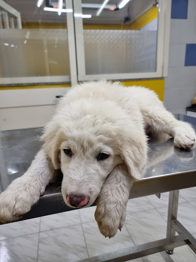 Clinica Veterinaria VIMASVET - Thumbnail