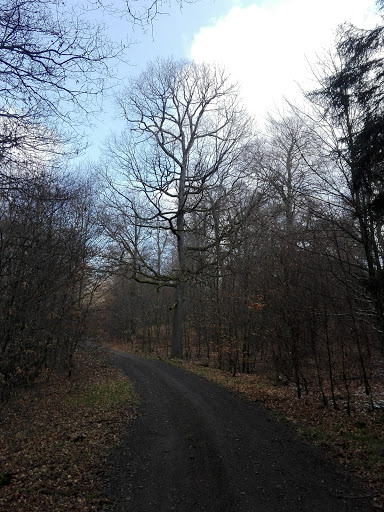 Ruhlauber - Visual