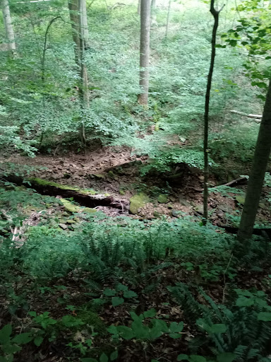Pike State Forest - Visual