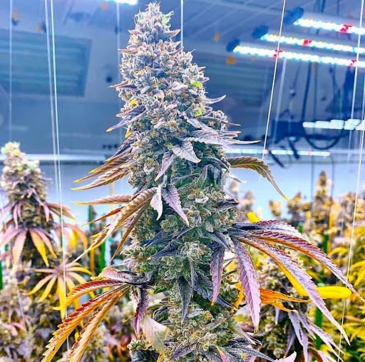 Cannabis Accounting Resolutions