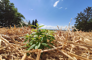 Photo n°4 de Bukoliq - Esprit Brindille à Montseveroux (Magasin de liqueurs)