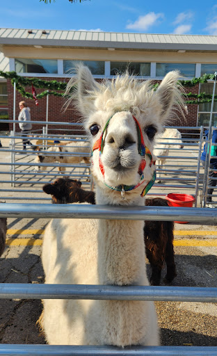 Great & Small Farm LLC Petting Zoo - Thumbnail