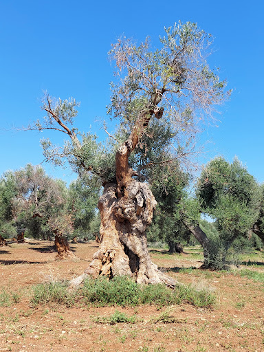 Oliveto monumentale di Serranova e olivo del crocifisso