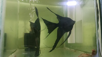 Photos of Aqua Bio Peces Ornamentales