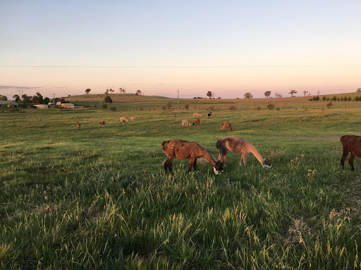 Blackwattle Alpaca Farm - Thumbnail