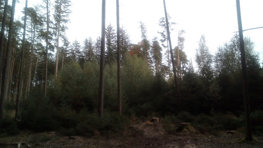 Bichel - Visual