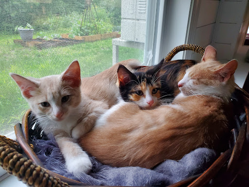 Rozzie May Animal Alliance Inc