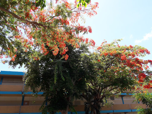Escuela Carlos Escobar López - Thumbnail