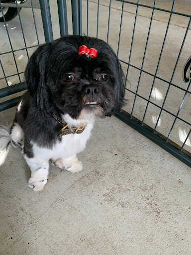 The Affordable Groomer - Thumbnail