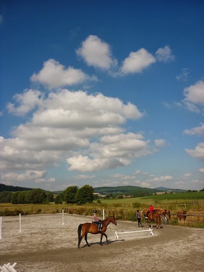 Photos of Horses in Thorns