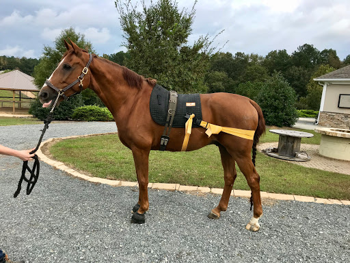 3H Equine Hospital and Mobile Veterinary Services - Thumbnail