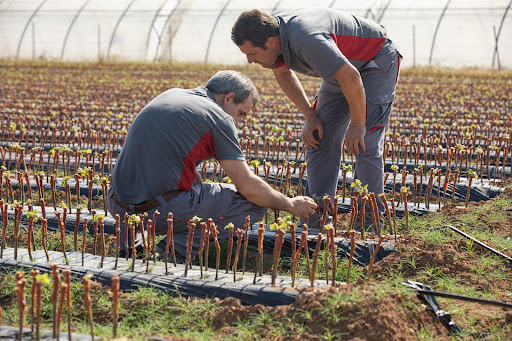 Viveros García García - Foto 1