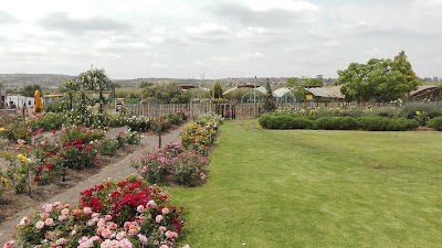 Photos of Ludwig's Roses