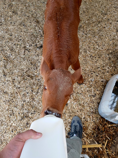 Veterinaria "Mi Amigo"