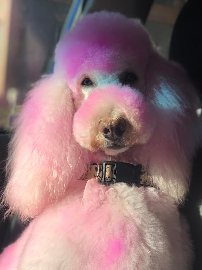 The Pink Poodle Grooming Salon LLC